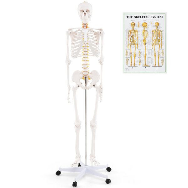 70.8'' Life Size Human Skeleton Model Anatomical Skeleton w/ Nerves System